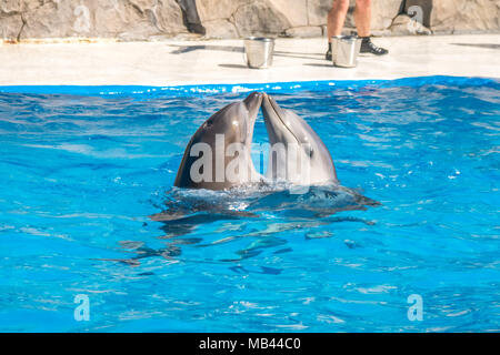 a cute dolphins during a speech at the dolphinarium, Batumi, Georgia. Stock Photo