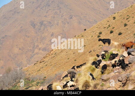 Grazing goats on the slope of the Moroccan High Atlas Mountains. 2013 Stock Photo