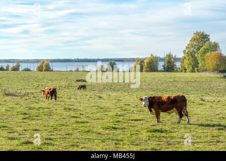 Cows grazing by lake Hornborga in the countryside of Västergötland during autumn in Sweden Stock Photo