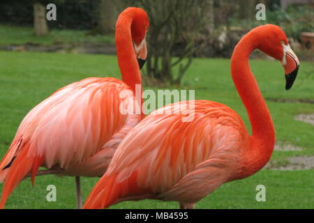 A pair of brightly coloured flamingos, whose orange plumage is very striking against the fresh green grass of spring time