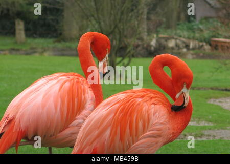 A pair of brightly coloured flamingos, whose orange plumage is very striking against the fresh green grass of spring time