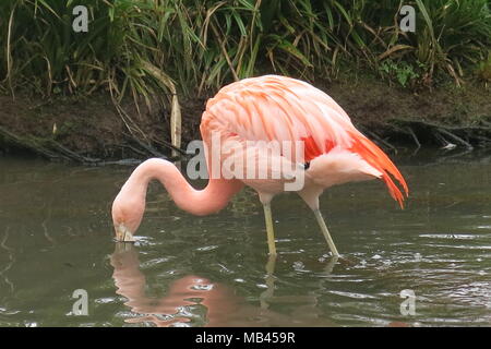 A single, salmon-coloured flamingo with its elegant neck and spindly legs, dipping its head in and out of the water Stock Photo