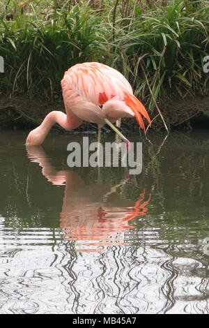 A single, salmon-coloured flamingo with its elegant neck and spindly legs, dipping its head in and out of the water Stock Photo