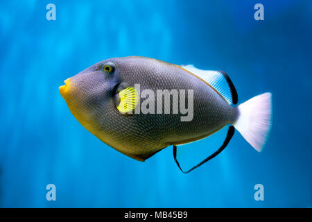 Photo of exclusive Triggerfish Stock Photo