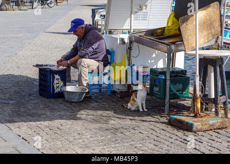 Man gutting fish as cat waits for food, Kos harbour, Kos Town, Kos, Greece Stock Photo