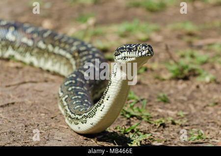Australian Snake - Diamond Python, Carpet Python Stock Photo