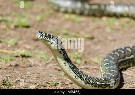Australian Snake - Diamond Python, Carpet Python (Morelia Spilota) Stock Photo