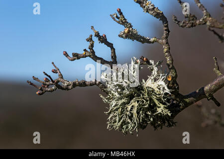 Evernia prunastri photographed on a Hawthorn tree in Wensleydale, Yorkshire. Stock Photo