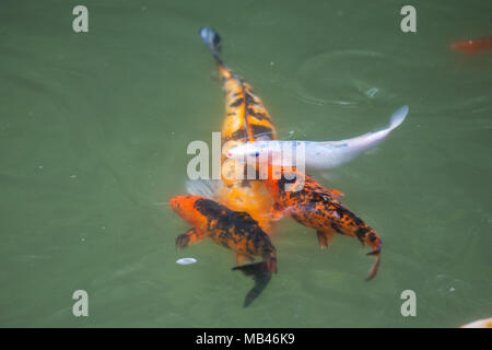 Japan fish call Carp or Koi fish colorful, Many fishes many color swimming  in the pond, Batumi, Georgia Stock Photo - Alamy