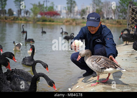 Nanchang, China's Jiangxi Province. 30th Mar, 2018. Mr. He feeds wild goose 'Huihui' and other birds in Aixi Lake Wetland Park in Nanchang City, capital of east China's Jiangxi Province, March 30, 2018. Mr. He is a working staff who feeds the birds in Aixi Lake Wetland Park. One of the birds, wild goose 'Huihui', named by He, always follows him. One day wild goose 'Huihui' couldn't find Mr. He who had asked for a leave, and flew away. Fortunately the next day, 'Huihui' came back and found Mr. He immediately. Credit: Wan Xiang/Xinhua/Alamy Live News Stock Photo