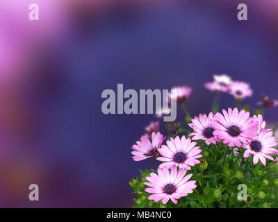 African daisy or osteospermum blue-eyed pink flowers on the dark blue blurred background Stock Photo