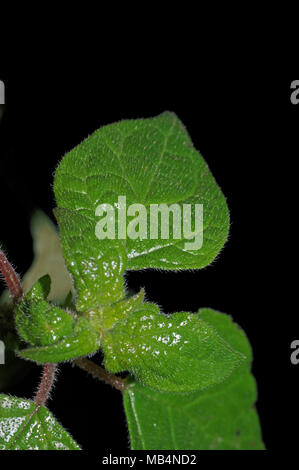 Pelitory of the wall (parietaria officinalis) close-up Stock Photo