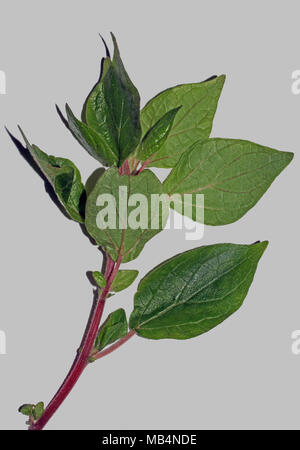 Pelitory of the wall (parietaria officinalis) close-up Stock Photo