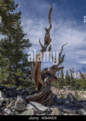 Bristlecone pine in the Wheeler Peak Grove at Great Basin National Park near Baker, Nevada