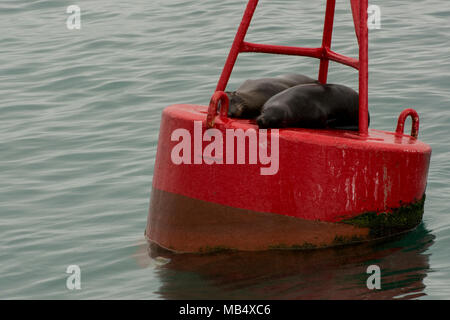 A pair of galapagos sea lions sleeping on a buoy in the ocean off the coast of Santa Cruz, Ecuador. Stock Photo