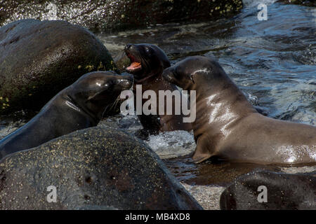 A group of young galapagos sea lions play fighting in the surf on the coast of North Seymour Island in the Galapagos, Ecuador. Stock Photo