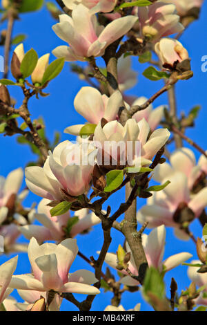 magnolia tree blossom Stock Photo