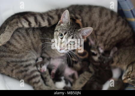 two Striped Mother cats acaring for kittens Stock Photo