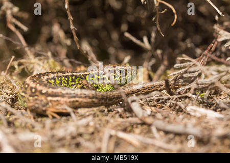 Male sand lizard (Lacerta agilis) basking on heathland in Surrey, UK Stock Photo