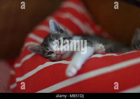 Sweetcat hi-res stock photography and images - Alamy