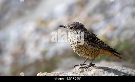 Common rock thrush (Monticola saxatilis), female, sitting on stone, Tyrol, Austria Stock Photo