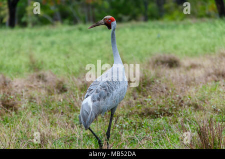 A brolga feeding by the roadside, Queensland ,Australia Stock Photo