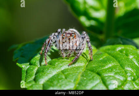 giant australian jumping spider