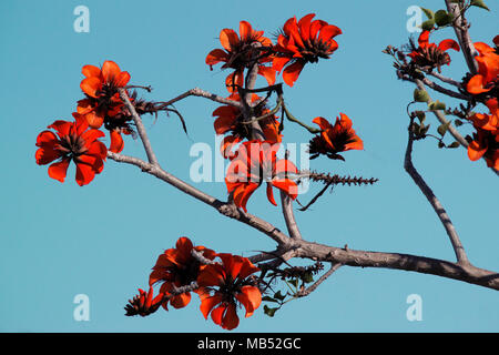 Oast coral tree (Erythrina caffra), Red flowers, South Africa Stock Photo