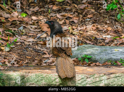 Pheasant Tailed Coucal Brisbane Australia Stock Photo