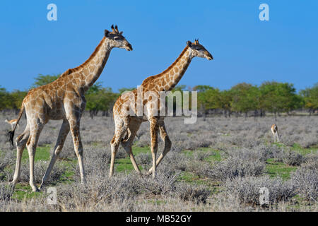 Angolan giraffes (Giraffa camelopardalis angolensis), two young walking, Etosha National Park, Namibia Stock Photo