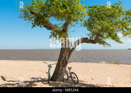 Two bicycles leaning against a tree on the sandy beach of the Rio de la Plata, Colonia del Sacramento, Uruguay Stock Photo