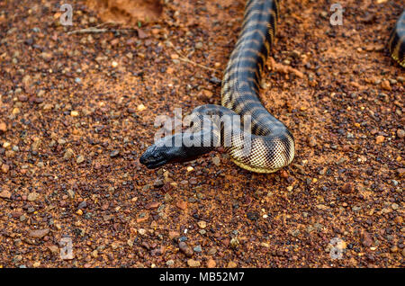 black headed python, queensland, australia Stock Photo