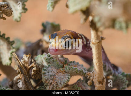 Barking or thick tailed gecko Underwoodisaurus milii Stock Photo