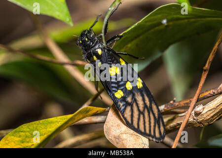 Black cicada (Gaeana maculata) perching on plant Stock Photo Alamy