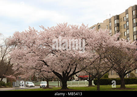 Cherry Blossom Trees in Spring Peak Bloom Stock Photo