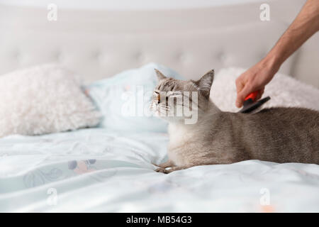 Domestic short hair cat in relaxing mood. Human hand spoil his beautiful cat with a special pet brush. Stock Photo