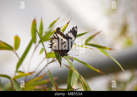 Woodford Swallowtail (Papilio Woodfordi) on a plant branch Stock Photo