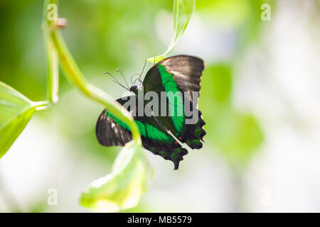 Emerald Swallowtail Butterfly (Papilio Palinurus) clinging to a leaf. Stock Photo