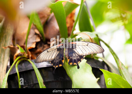 Common Rose Butterfly (Pachliopta aristolochiae) on plant Stock Photo