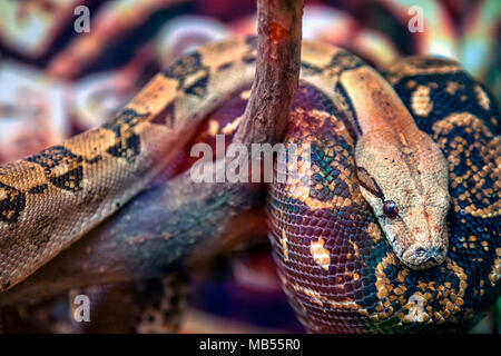 Close-up of a big green-brown python  or Pythonidae with black eyes on a wooden branch Stock Photo