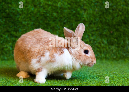 Close-up of a small funny white-beige rabbit with black eyes sitting on the green artificial grass in the room