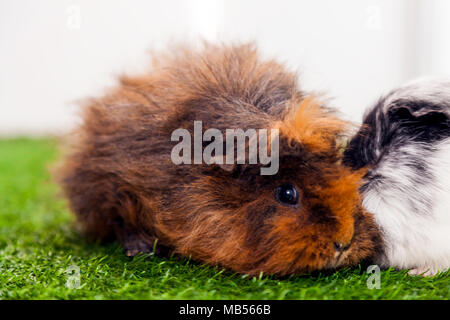 Close-up of a small funny brown rabbit with black eyes sitting on the green artificial grass in the room