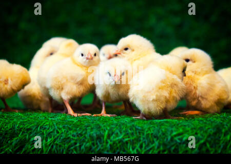 Close-up of a lot of small yellow chicks  or Gallus gallus  with black eyes on the artificial grass in the room sits Stock Photo