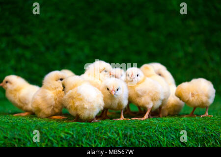 Close-up of a lot of small yellow chicks  or Gallus gallus  with black eyes on the artificial grass in the room sits Stock Photo