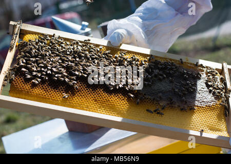 Frames of a bee hive. Beekeeper harvesting honey. The bee smoker is used to calm bees before frame removal. Beekeeper Inspecting Bee Hive Stock Photo