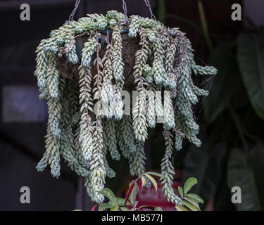 Burro Tail Sedum Succulent