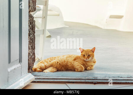 Santorini Stray Ginger Cat Stock Photo