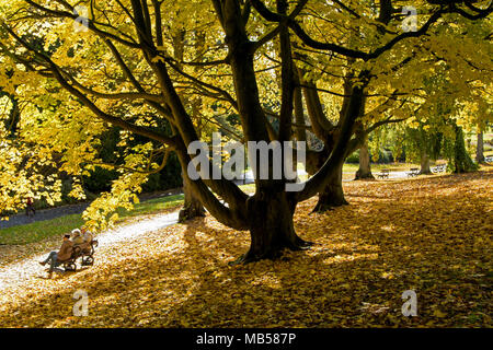 Golden fallen leaves in The Valley Gardens,Harrogate,North Yorkshire,England,UK. Stock Photo