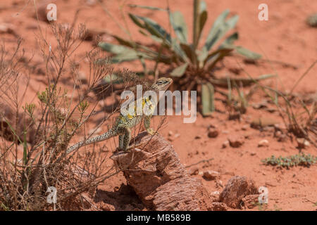 Collared Lizard in Caprock Canyons State Park Stock Photo