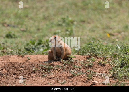 Praire Dog in Caprock Canyons State Park Stock Photo